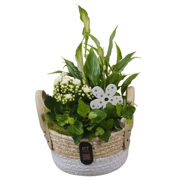 PTIB5231 Arrangement Indoor in rieten mand, D 17