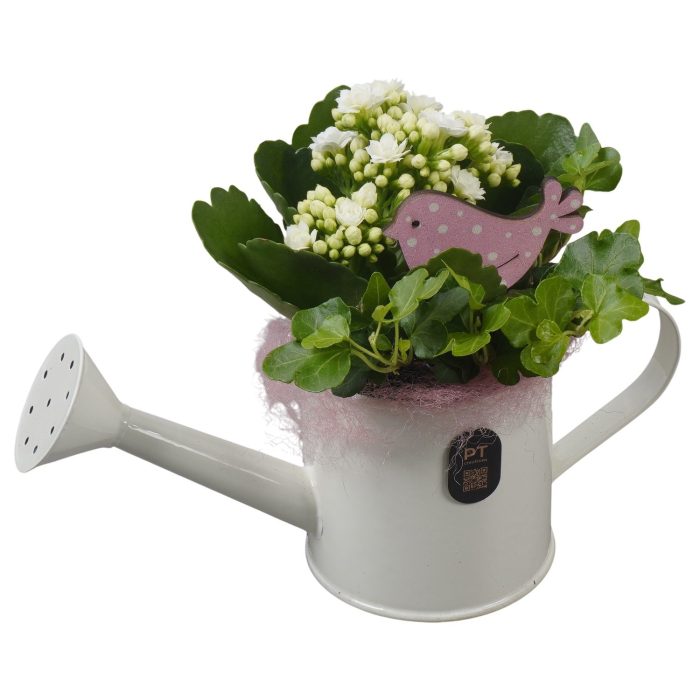 PTIB5324 Arrangement Indoor in metalen gieter, D 9