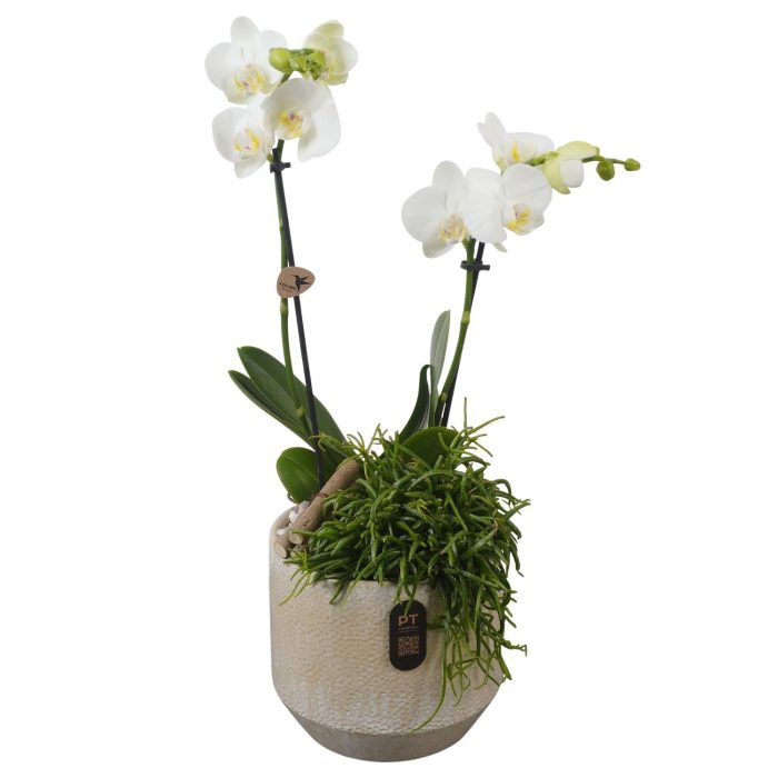 PTIB5336 Arrangement Indoor in keramiek pot, D 16