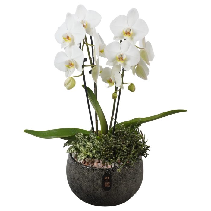 PTIB5350 Arrangement Indoor in keramiek schaal, D 23