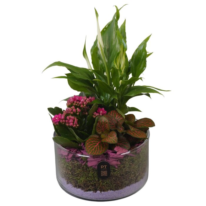 PTIG2604 Arrangement Indoor in glas schaal, D 14