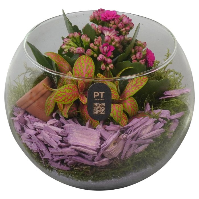 PTIG2613 Arrangement Indoor in glazen vissenkom, D 16