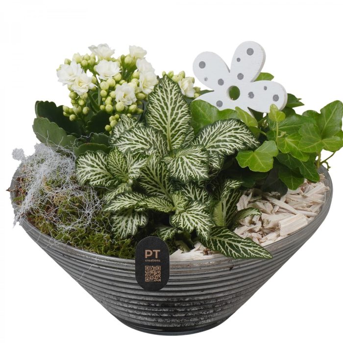 PTIG2658 Arrangement Indoor in glas schaal, D 19