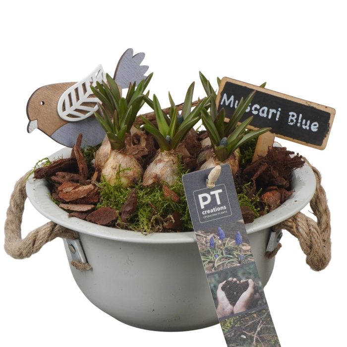 PTMB6114 Arrangement Muscari Blue in zink schaal, D 18