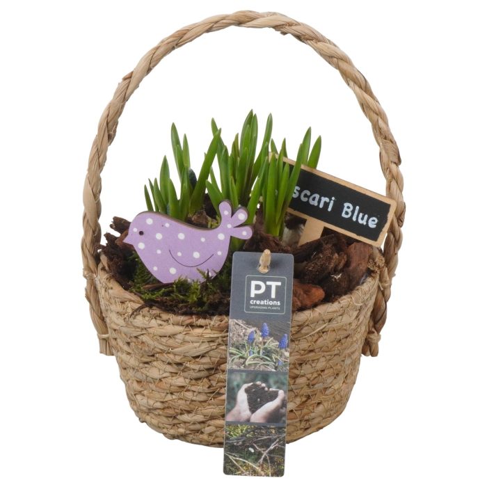 PTMB6194 Arrangement Muscari Blue in riet mand, D 15