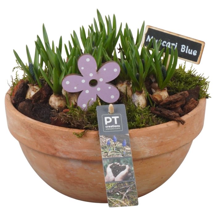 PTMB6261 Arrangement Muscari Blue in terracotta schaal, D 23