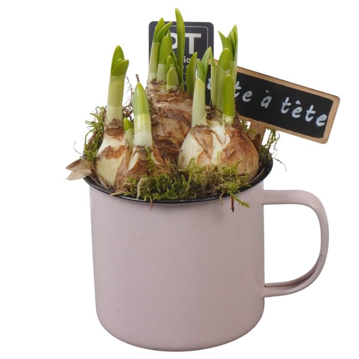 PTN8557 Arrangement Narcissus in zink pot, D 10