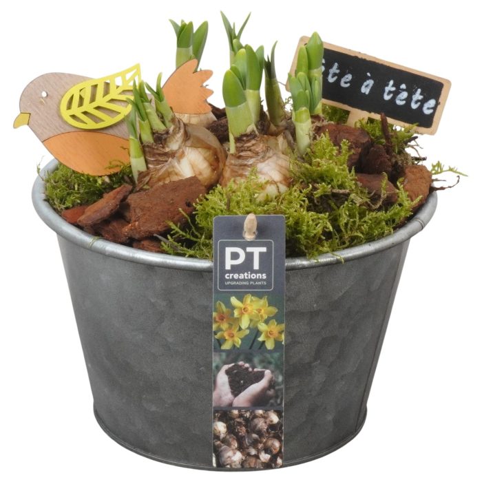 PTN8597 Arrangement Narcissus in zink pot, D 19