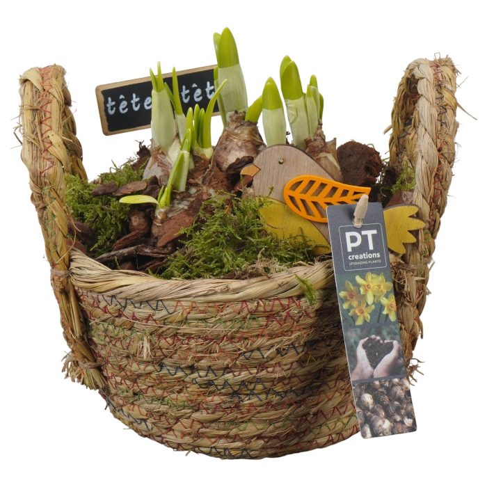 PTN8612 Arrangement Narcissus in rieten mand, D 18