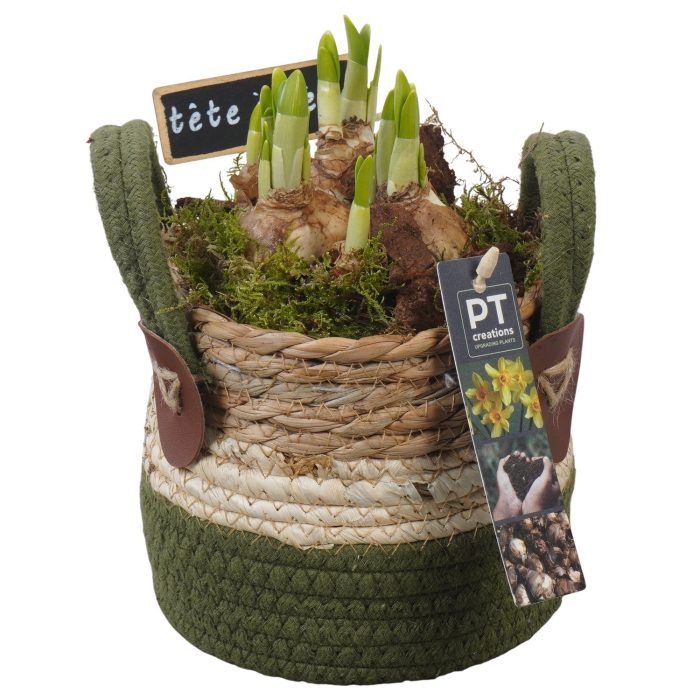 PTN8628 Arrangement Narcissus in rieten mand, D 13