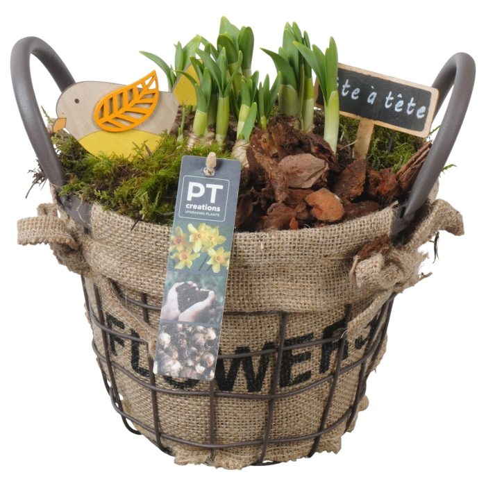 PTN8663 Arrangement Narcissus in mand met metaal, D 19
