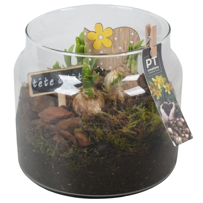 PTN8746 Arrangement Narcissus in glazen vaas, D 19