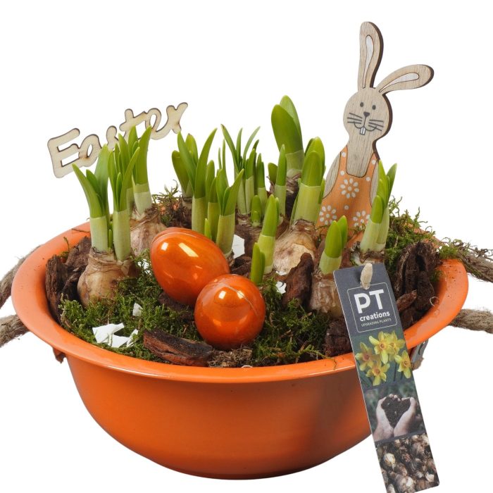 PTNP4411 Arrangement Narcissus Easter in zink schaal, D 24