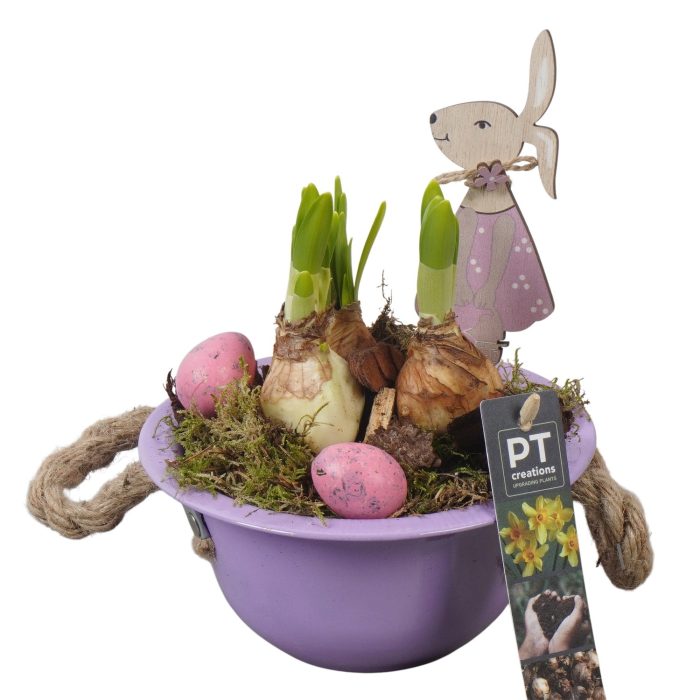 PTNP4417 Arrangement Narcissus Easter in zink schaal, D 16