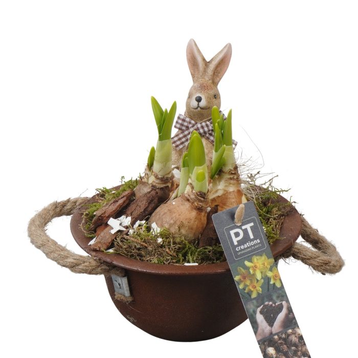 PTNP4425 Arrangement Narcissus Easter in zink schaal, D 16