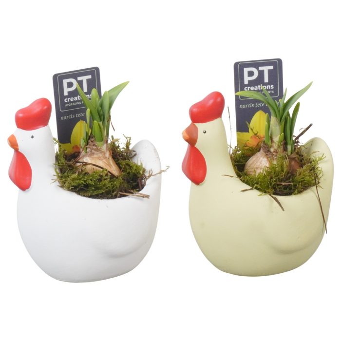 PTNP4506 Arrangement Narcissus Easter in keramiek kip, D 12