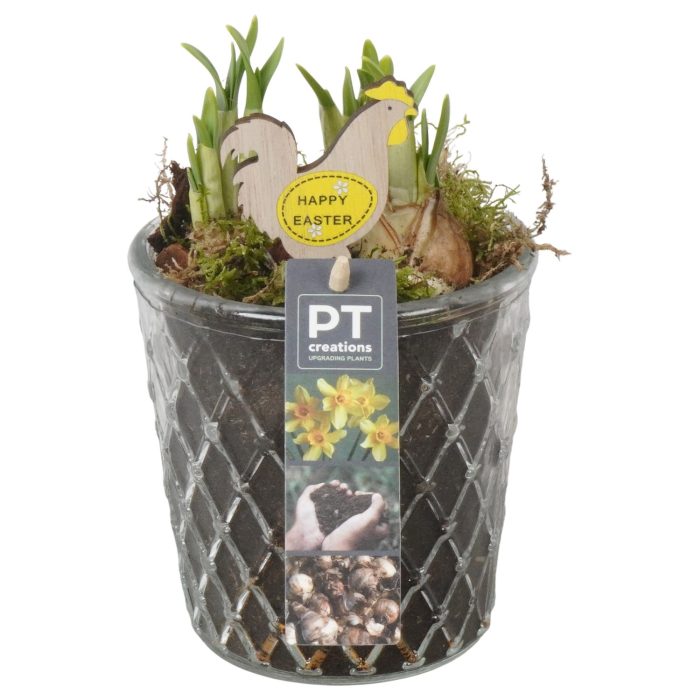 PTNP4513 Arrangement Narcissus Easter in glazen vaas, D 12