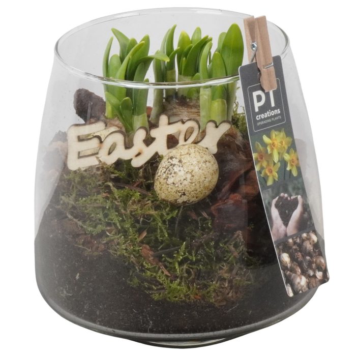PTNP4515 Arrangement Narcissus Easter in glazen vaas, D 14