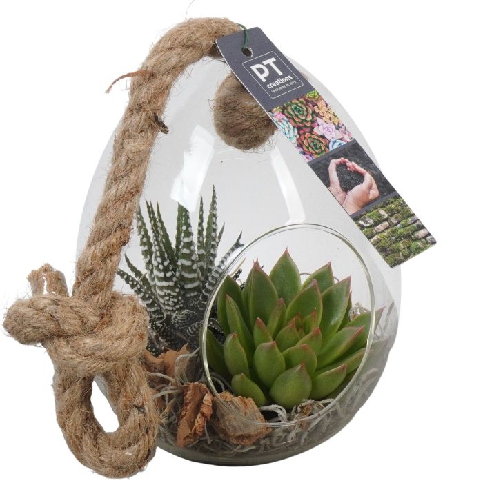 PTSU8408 Arrangement Succulenten in glazen ei, D 13