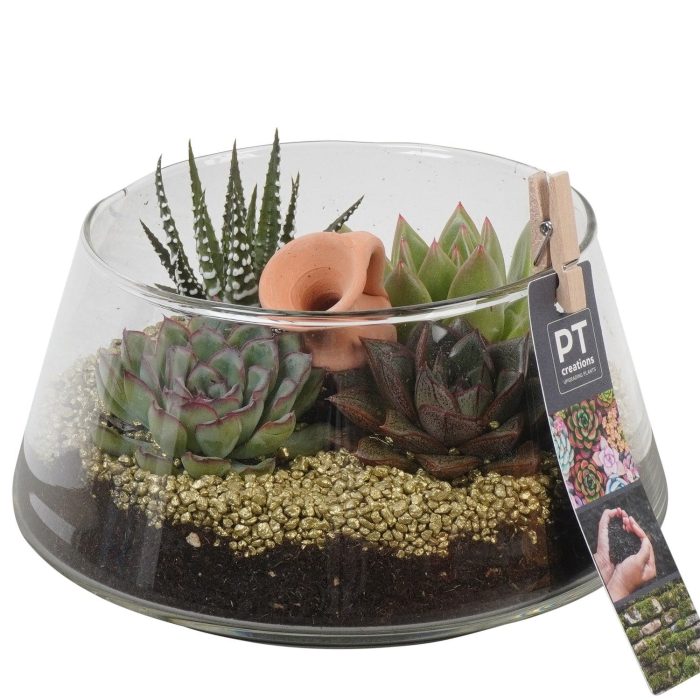 PTSU8414 Arrangement Succulenten in glazen vaas, D 18