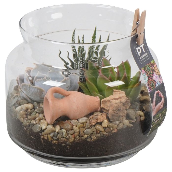 PTSU8415 Arrangement Succulenten in glazen vaas, D 16