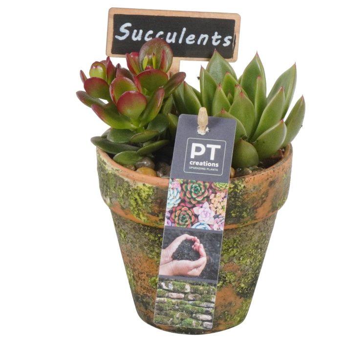 PTSU8433 Arrangement Succulenten in terracotta pot, D 10