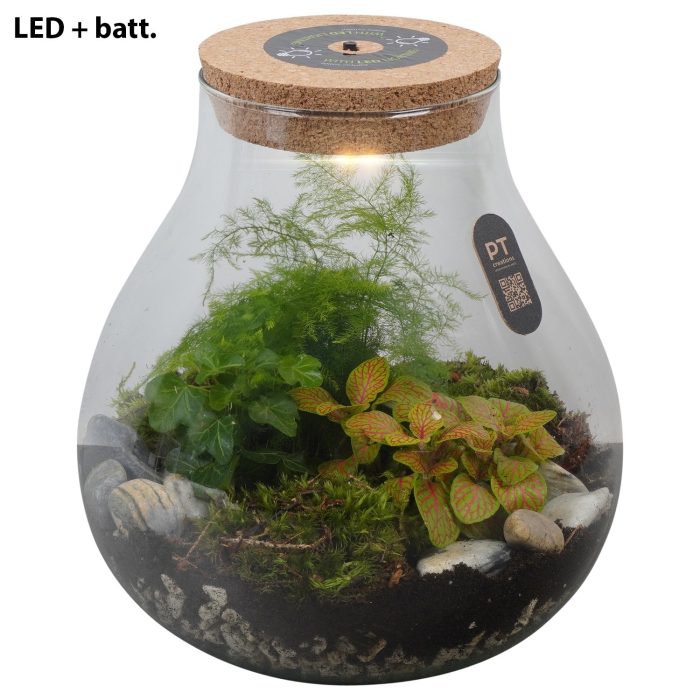PTTER8113 Arrangement terrarium in glazen terrarium, D 23