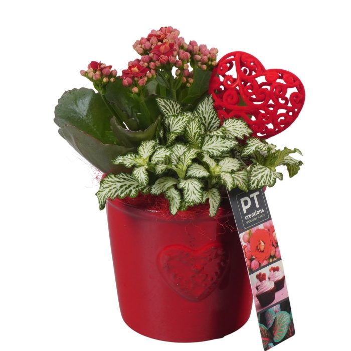 PTVMB2246 Arrangement Valentines-Mothersday in keramiek sierpot, D 10