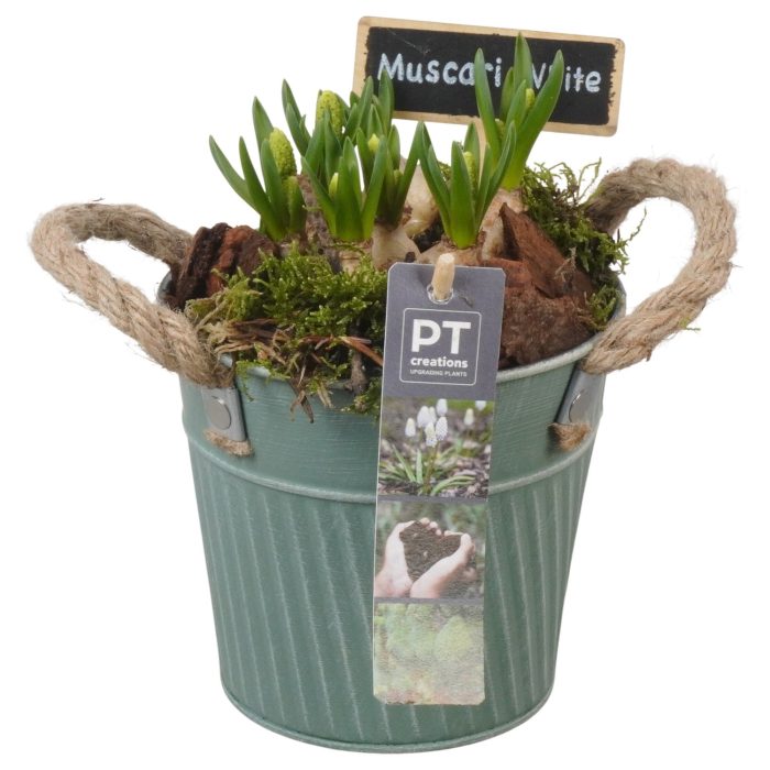 PTWMB8120 Arrangement Muscari White in metalen pot, D 13