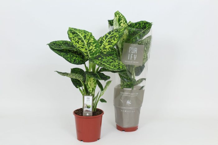 Purify Dieffenbachia Reflector 17 cm, D 17