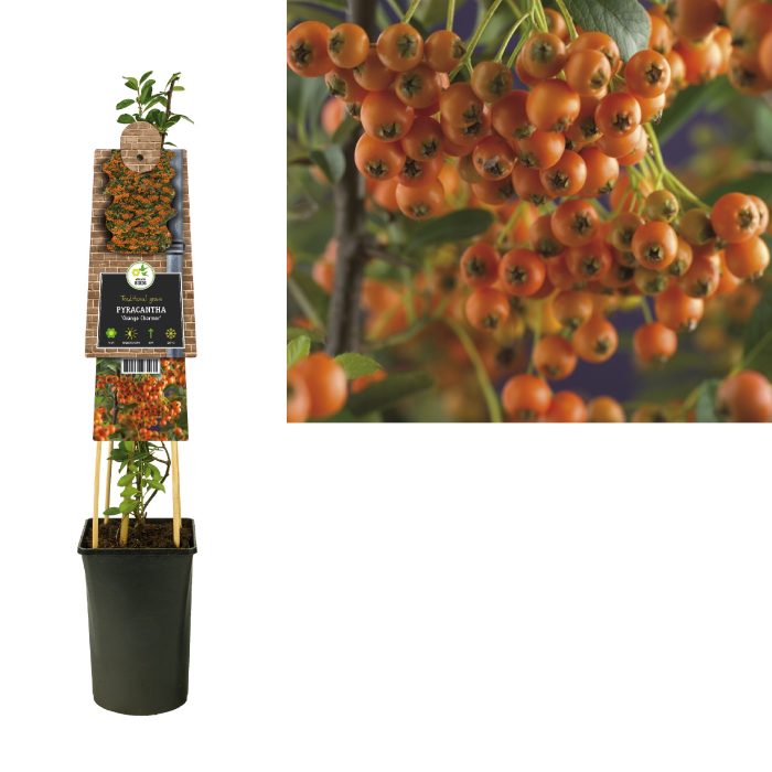 Pyracantha 'Orange Charmer' +3.0 label, D 17