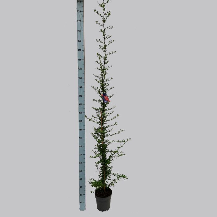 Pyracantha Red Column 23/C5, D 23