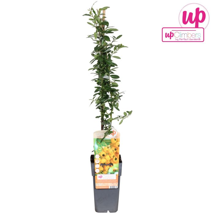 Pyracantha Soleil dOr P15, D 15