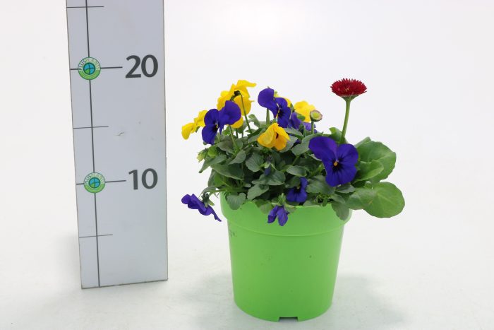 Querbeet Frühling bunt, D 13