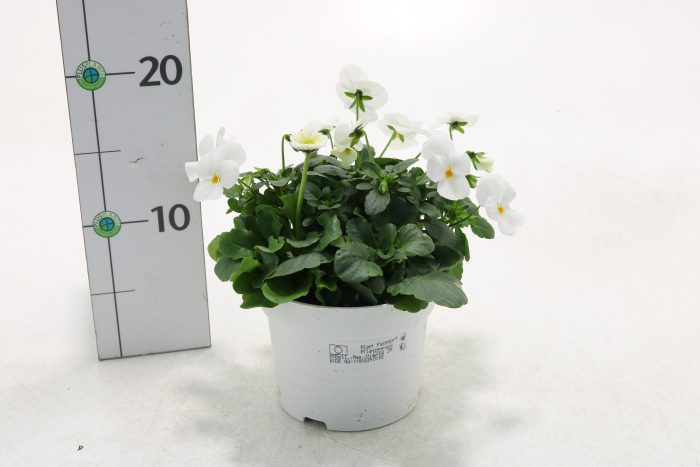 Querbeet Frühling weiß, D 13
