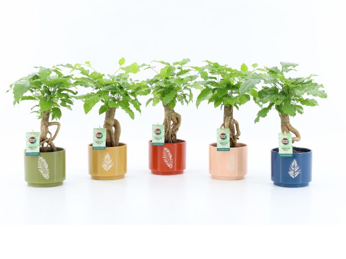 Radermachera Bonsai in Artistique Keramiek, D 14