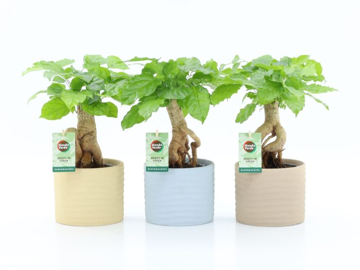 Radermachera Bonsai in Ibiza keramiek, D 13