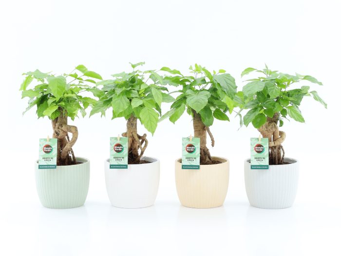 Radermachera Bonsai in New Sandy Keramiek, D 13