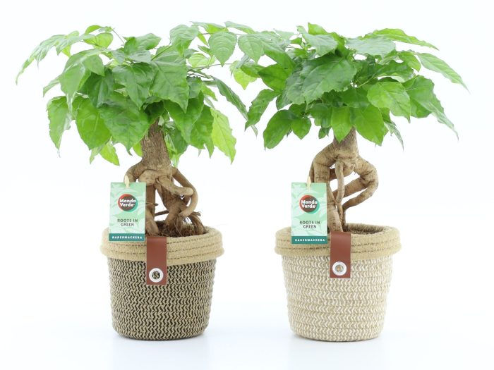 Radermachera Bonsai in Noah Deluxe, D 14