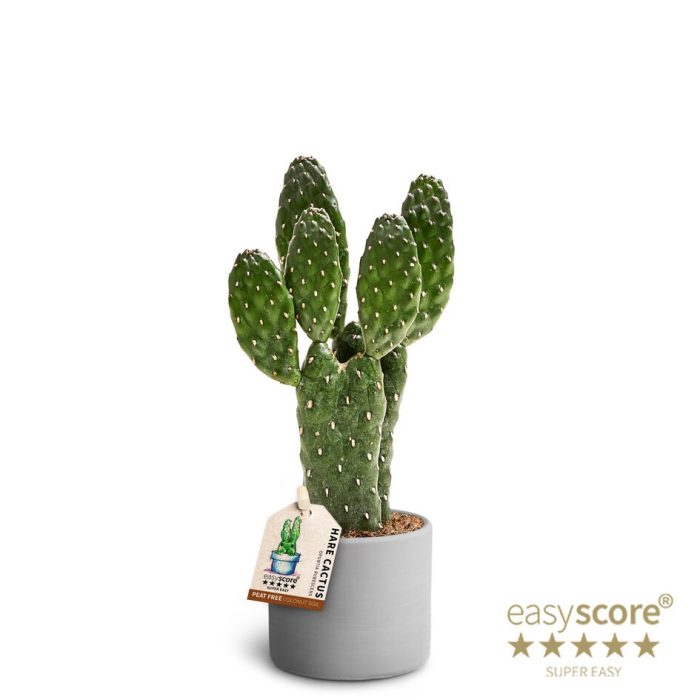 Raw Grey, Opuntia, D 7