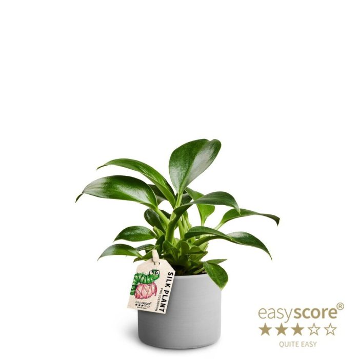 Raw Grey, Philodendron ´Green Princess´, D 7