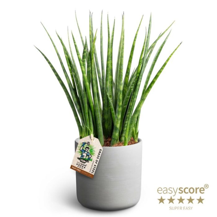 Raw Grey, Sansevieria ´Fernwood´, D 12