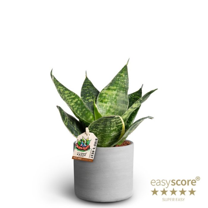 Raw Grey, Sansevieria ´Hahnii´, D 10