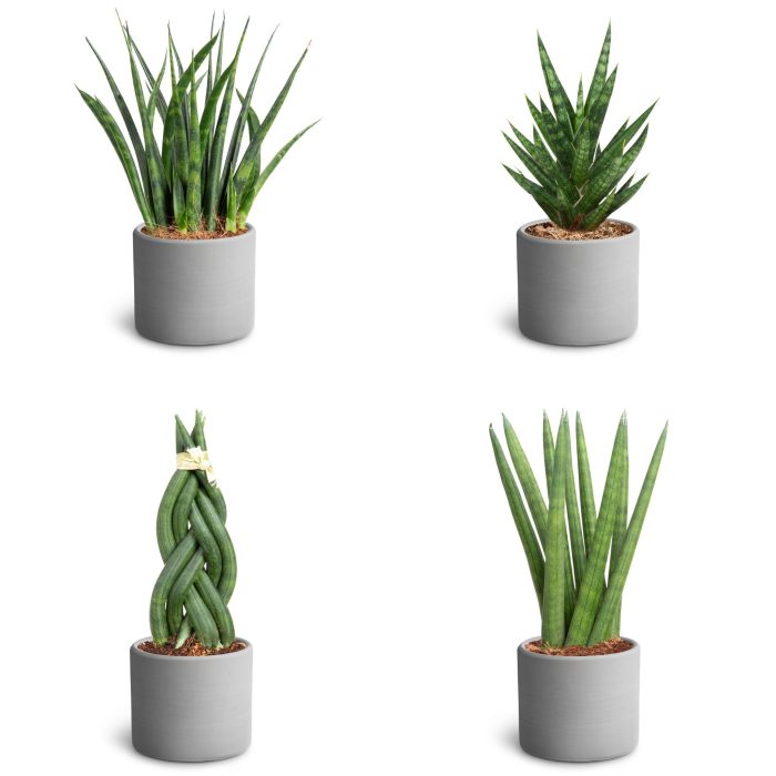 Raw Grey, Sansevieria Collection, D 7