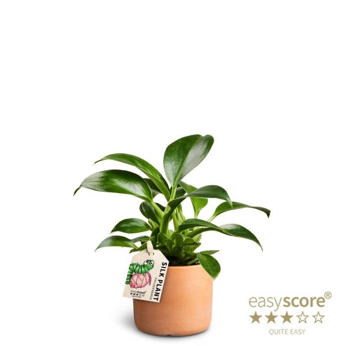 Raw Terracotta, Philodendron ´Green Princess´, D 7