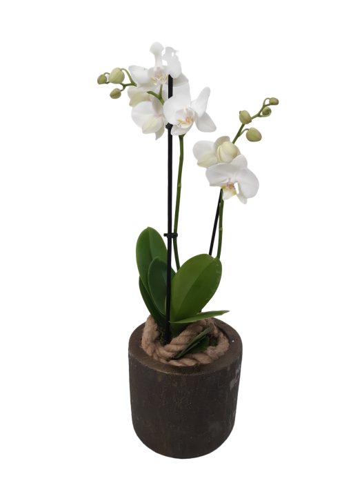 RCC16PHA Rude Copper Cilinder Pot Phalaenopsis 2t, D 16