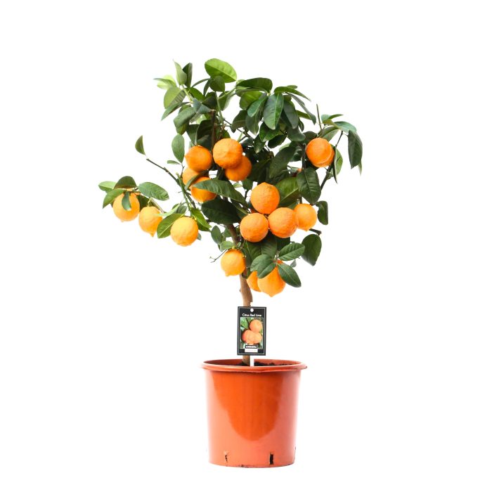 Red Lime, D 22