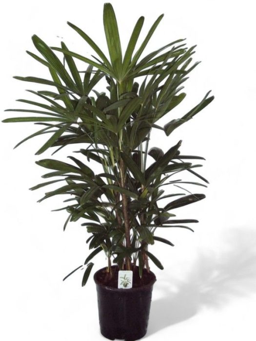 rhapis, D 24