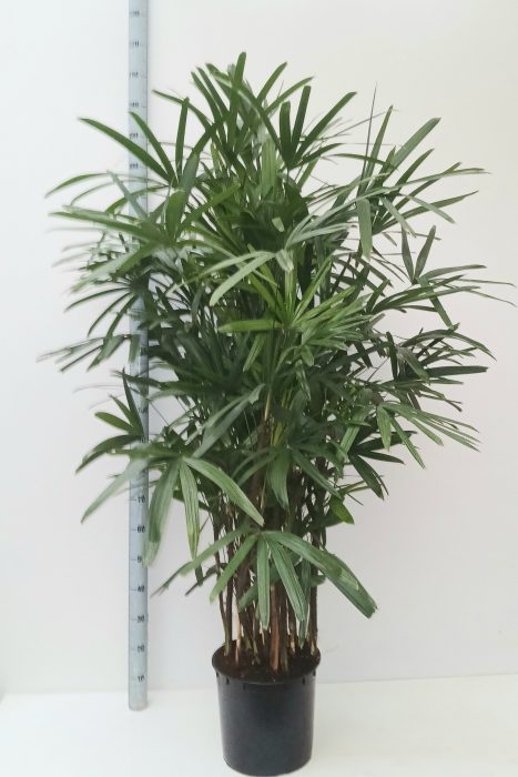 rhapis, D 34
