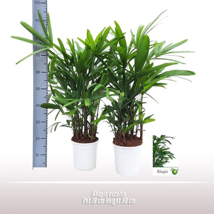Rhapis excelsa, D 19